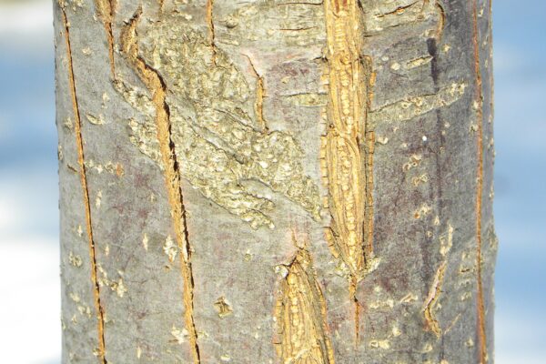 Malus transitoria ′Schmidtcutleaf′ [sold as Golden Raindrops®] - Bark