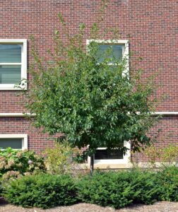 Malus transitoria ′Schmidtcutleaf′ [sold as Golden Raindrops®] - Habit