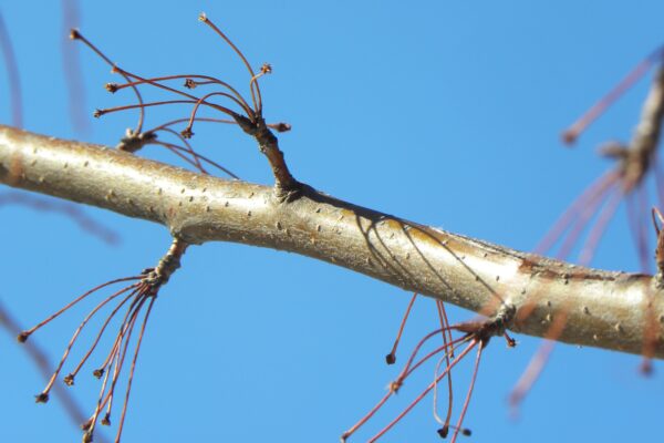 Malus transitoria ′Schmidtcutleaf′ [sold as Golden Raindrops®] - Buds