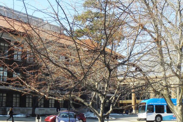Malus transitoria ′Schmidtcutleaf′ [sold as Golden Raindrops®] - Winter Habit