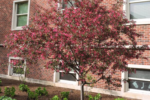 Malus transitoria ′Schmidtcutleaf′ [sold as Golden Raindrops®] - Flowering Habit