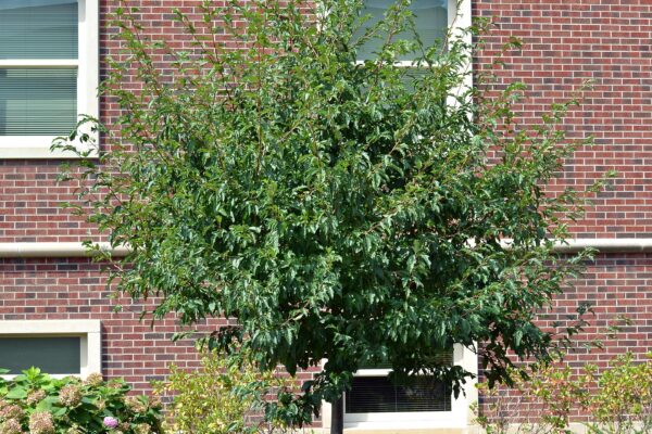 Malus transitoria ′Schmidtcutleaf′ [sold as Golden Raindrops®] - Habit