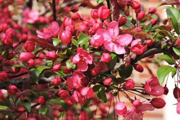 Malus transitoria ′Schmidtcutleaf′ [sold as Golden Raindrops®] - Flowers and Buds