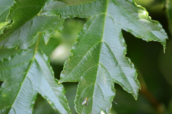 Malus transitoria ′Schmidtcutleaf′ [sold as Golden Raindrops®] - Leaf