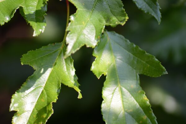 Malus transitoria ′Schmidtcutleaf′ [sold as Golden Raindrops®] - Leaves
