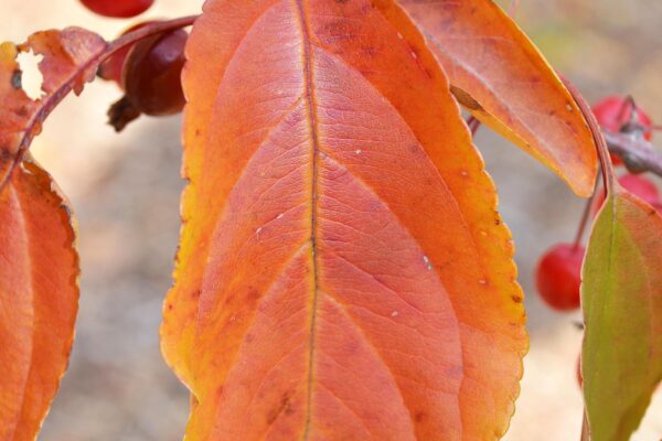 Malus × - Fall Leaf