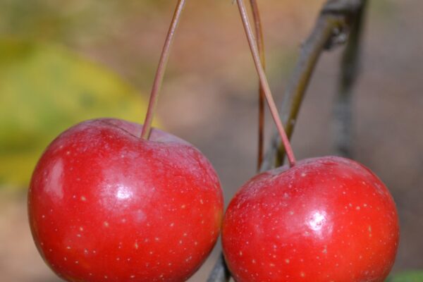 Malus × - Fruit