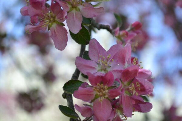 Malus × ′MR 454′ - Flowers