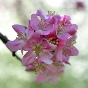 Malus × ′MR 454′ - Flower