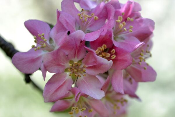 Malus × ′MR 454′ - Flower