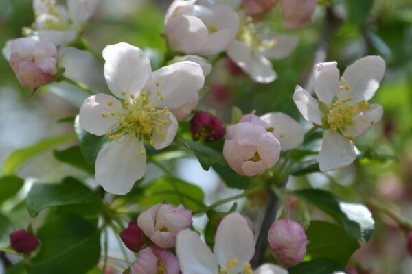 Malus × ′Simpson 10-35′ - Flowers