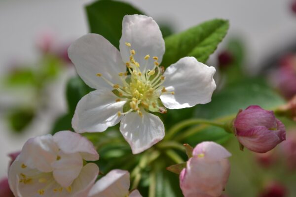 Malus × ′Simpson 10-35′ - Flower
