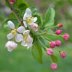 Malus × ′Simpson 10-35′ - Flowers and Buds