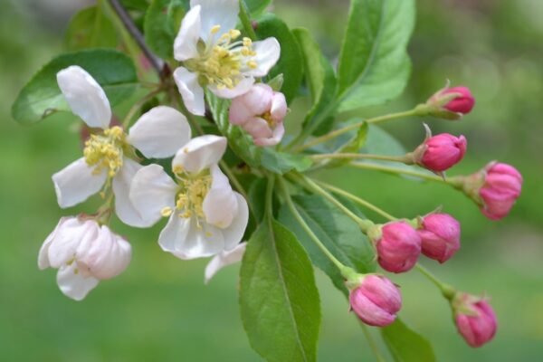 Malus × ′Simpson 10-35′ - Flowers and Buds