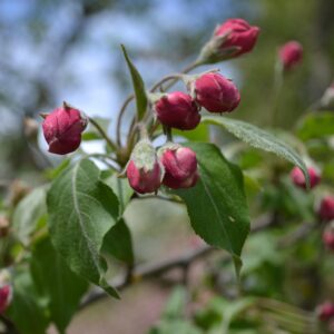 Malus × ′Simpson 6-48′ - Flower Buds