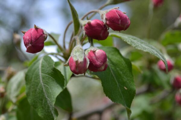 Malus × ′Simpson 6-48′ - Flower Buds