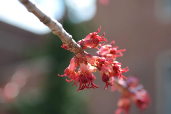 Acer rubrum ′Franksred′ [sold as Red Sunset®] - Flowers