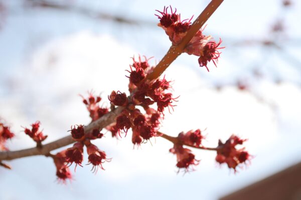 Acer rubrum ′Franksred′ [sold as Red Sunset®] - Flowers