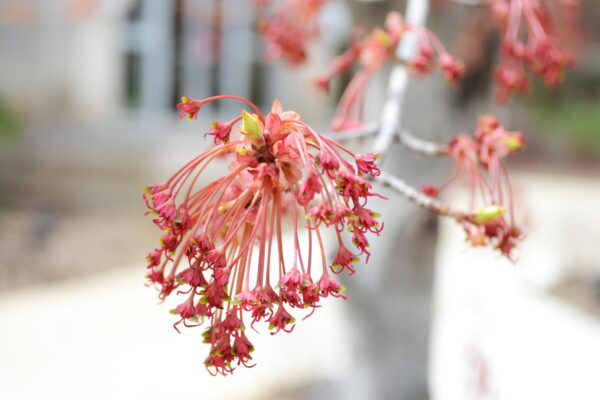Acer rubrum ′Franksred′ [sold as Red Sunset®] - Mature Flowers