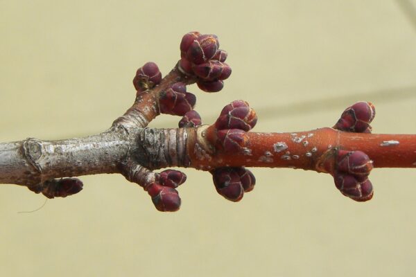 Acer rubrum ′Franksred′ [sold as Red Sunset®] - Buds