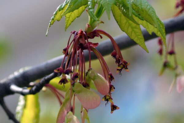 Acer rubrum ′Franksred′ [sold as Red Sunset®] - Fruit and Emerging Foliage