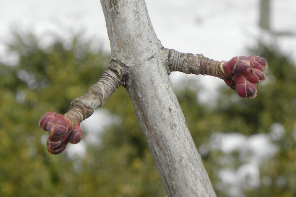 Acer rubrum ′Franksred′ [sold as Red Sunset®] - Buds