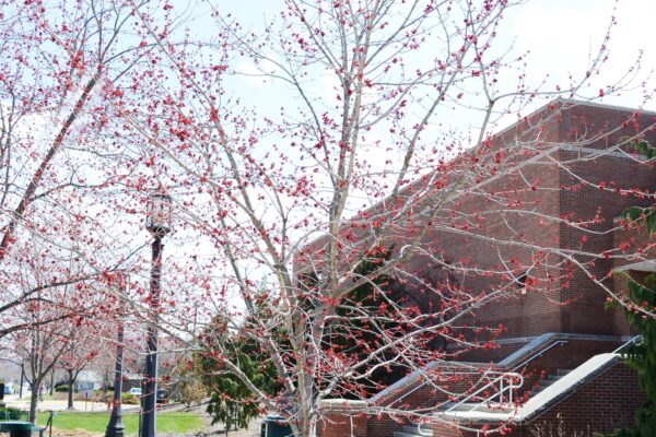 Acer rubrum ′Franksred′ [sold as Red Sunset®] - Flowering Habit