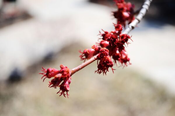 Acer rubrum ′Franksred′ [sold as Red Sunset®] - Flowers