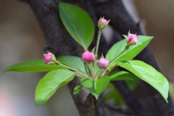 Malus halliana ′Adirondack′ - Unopen Flowers