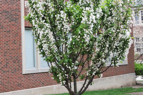 Malus halliana ′Adirondack′ - Immature Flowering Habit