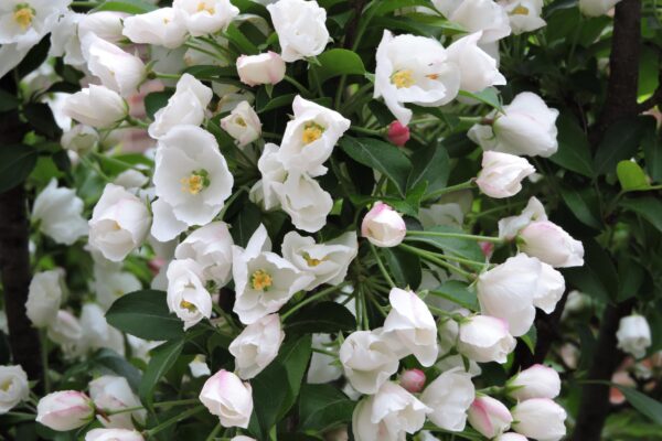 Malus halliana ′Adirondack′ - Flowers