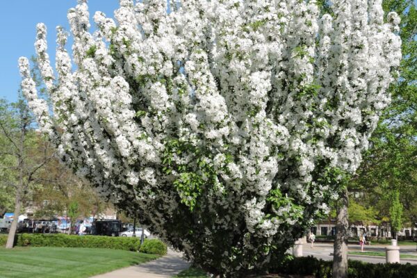 Malus halliana ′Adirondack′ - Flowering Habit