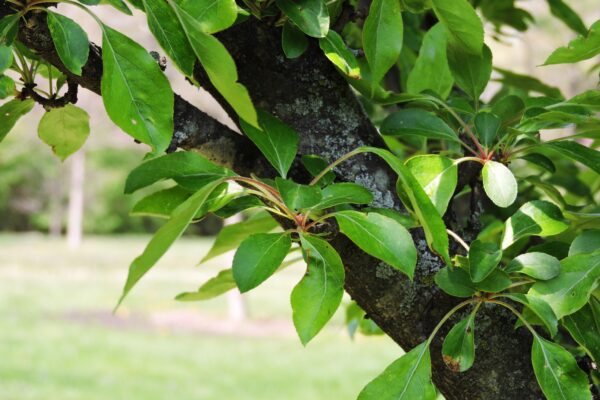 Malus halliana ′Adirondack′ - Foliage