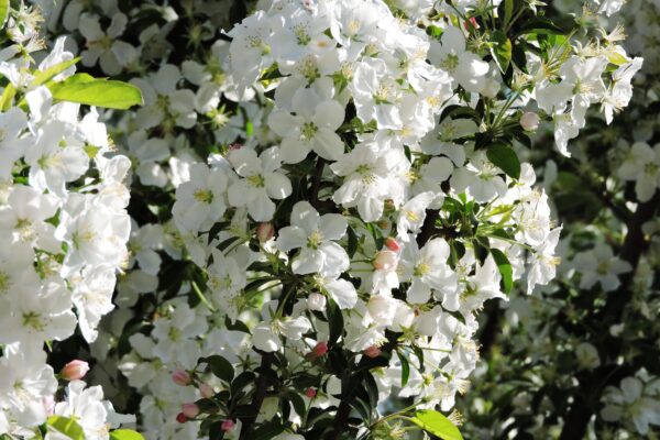 Malus halliana ′Adirondack′ - Flowers