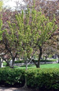 Prunus sargentii ′Columnaris′ - Overall Tree in Spring