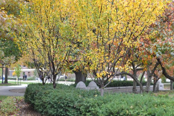 Malus halliana ′Adirondack′ - Fall Color