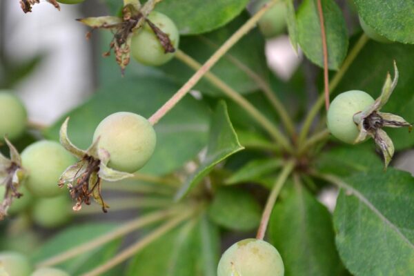 Malus halliana ′Adirondack′ - Immature Fruit