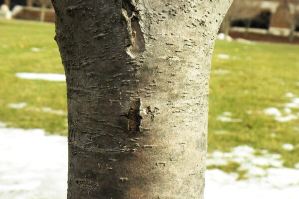 Malus halliana ′Adirondack′ - Bark