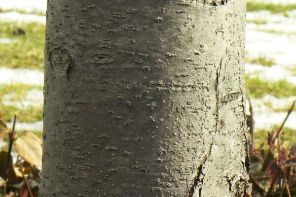 Malus halliana ′Adirondack′ - Bark