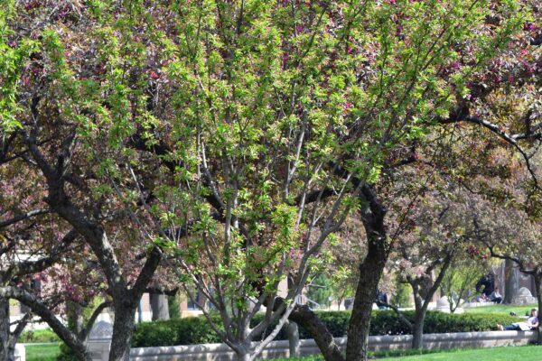 Prunus sargentii ′Columnaris′ - Overall Tree in Spring