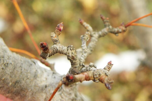 Malus halliana ′Adirondack′ - Buds & Twig