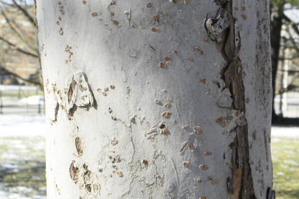 Malus × ′Branzam′ [sold as Brandywine®] - Bark
