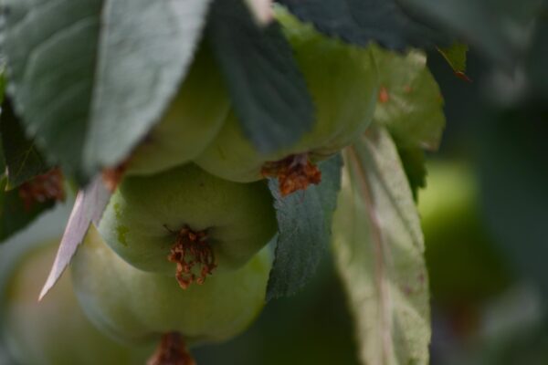 Malus × ′Branzam′ [sold as Brandywine®] - Unripe Fruit