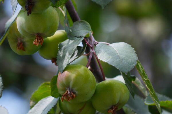Malus × ′Branzam′ [sold as Brandywine®] - Unripe Fruit
