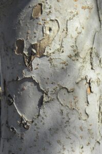 Malus × ′Branzam′ [sold as Brandywine®] - Bark