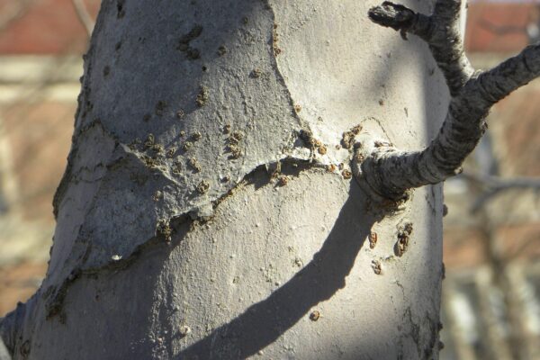 Malus × ′Branzam′ [sold as Brandywine®] - Bark & Twig