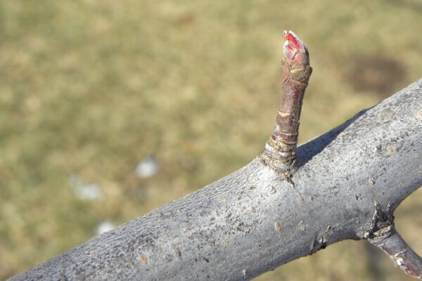 Malus × ′Branzam′ [sold as Brandywine®] - Bud