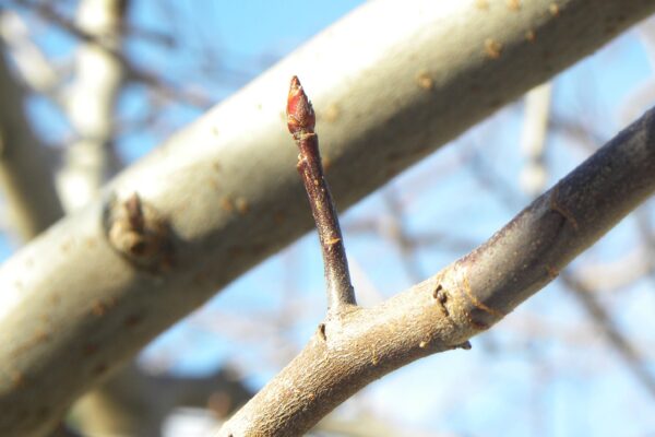 Malus × ′Branzam′ [sold as Brandywine®] - Bud