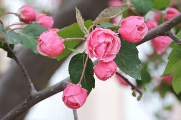 Malus × ′Branzam′ [sold as Brandywine®] - Flowers