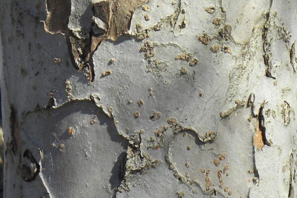 Malus × ′Branzam′ [sold as Brandywine®] - Bark